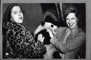 Still in the celebrity category, but not of the human variety, was the famous panda, Mei-Mei (pronounced MEE-MEE), which was flown from the 